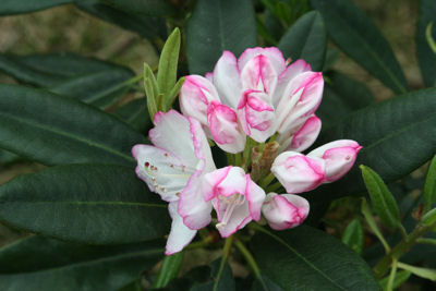 Rhododendron Picotee blooming