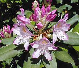 Rhododendron ponticum