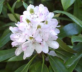 Rhododendron maximum