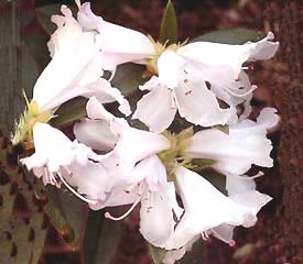 ciliatum