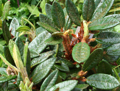 Rhododendron recurvoides