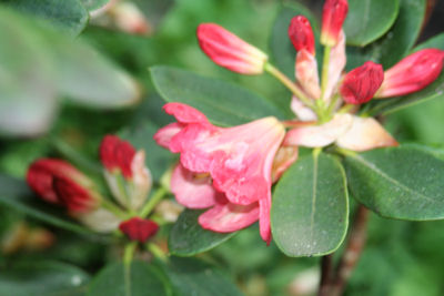 Rhododendron Ring of Fire blooming