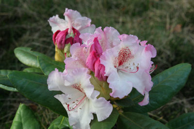 Rhododendron Simona blooming
