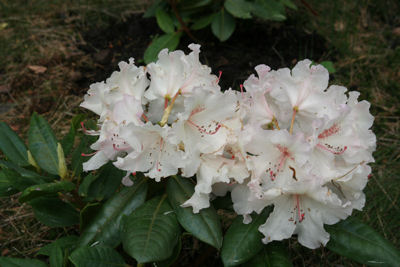 Rhododendron Simona flowers