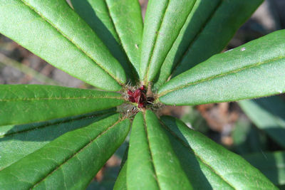 Rhododendron strigillosum