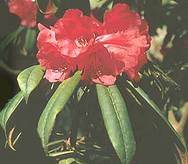 strigillosum