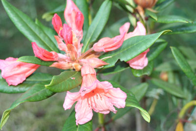 Rhododendron Tortoise shell Orange blossoming