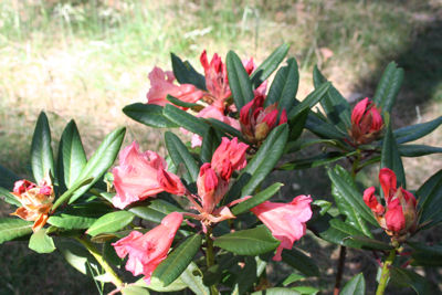 Rhododendron Tortoise shell Orange blosomming