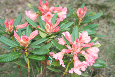 Rhododendron Tortoise Orange blossoming June 03 2009