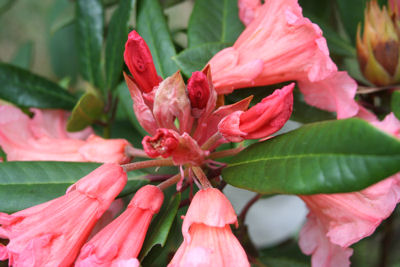 Rhododendron Tortoise Orange blossoming June 06 2009