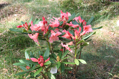Rhododendron Tortoise Orange blossoming June 06 2009