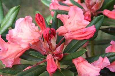 Rhododendron Tortoise Orange