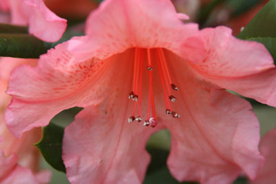 Rhododendron Tortoise Orange
